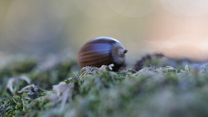 苔の上のドングリ