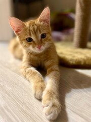 A gorgeous ginger kitten lies near a scratching post and stretches out a long paw