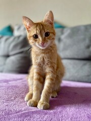 Young ginger kitten posing on a sofa on a lilac blanket