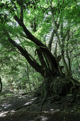 제주도 서귀포시 남원읍 신례리 이승악오름