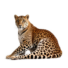 leopard in front of white background