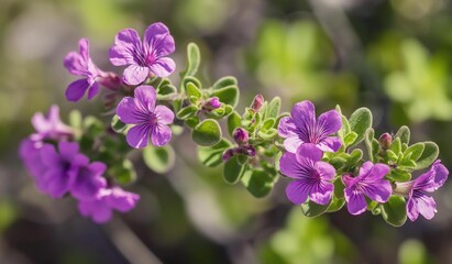 Obraz premium AI generator image of Barometer Bush, Ash Plant Flower, Leucophyllum frutesc, a popular garden ornamental plant. Flower characteristics similar to lavender