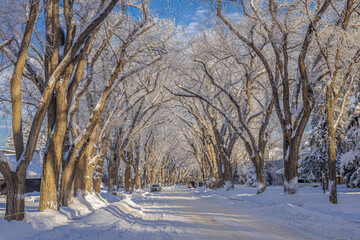 Saskatoon street on a winter, hoar frost day.