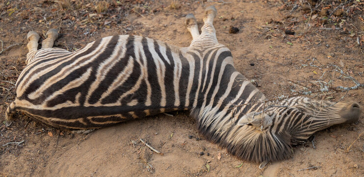 Afrikanische Tiere Totes Steppenzebra nach Schlangenbiss gestorben, im Busch vom Kr&uuml;ger National Park - Kruger Nationalpark S&uuml;dafrika