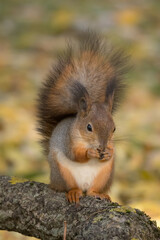 squirrel on a tree eats a nut closeup