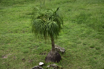 ORNAMENTAL PLANTS Pandanus sea has an ecological function to prevent coastal abrasion, reduce the impact of tides on land ecosystems, mitigate tsunamis