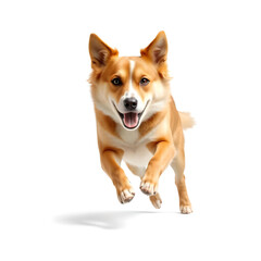 golden retriever puppy