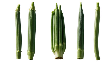 Fresh green okra pods lined up  
