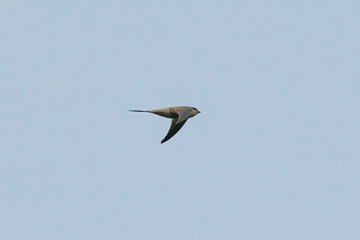 Asian Palm Swift