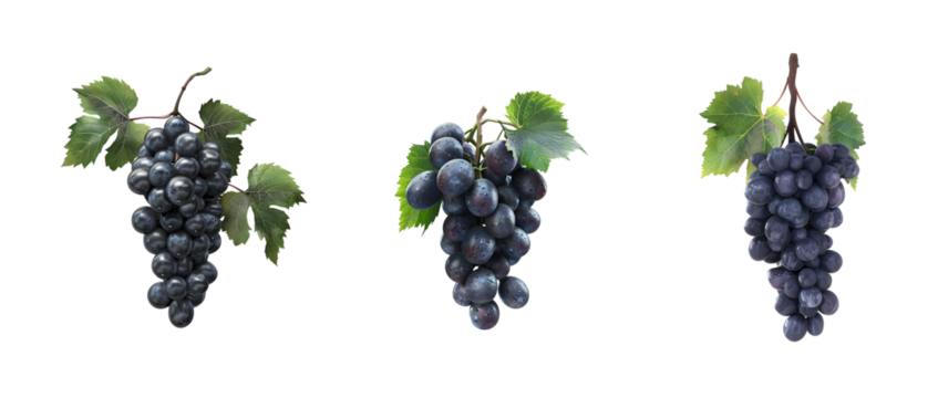 Bunch of Ripe Dark Grapes with Green Leaves PNG Collection Isolated on Transparent Background