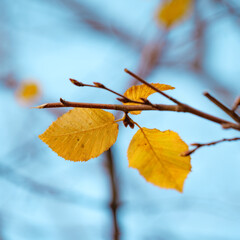 Autumn Leaves on Sky