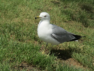 bird standing on the grass