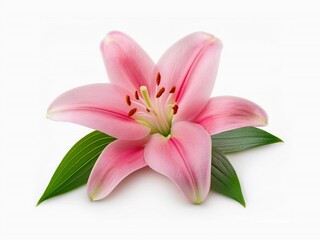 Fototapeta premium Pink lily flower isolated on white background with clipping path 