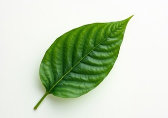 Obraz premium Leaf showcasing intricate texture and rich green color, perfect for botanical study