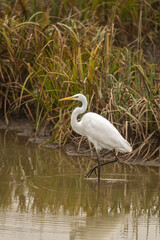 portrait en vertical, d'une aigrette au petit matin d'automne, dans l'eau en train de chercher sa nourriture