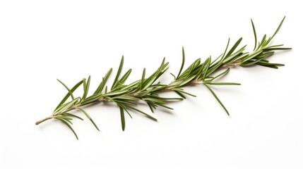 Fototapeta premium Fresh rosemary sprig isolated on a clean white background showcasing its vibrant green color and unique needle-like leaves.