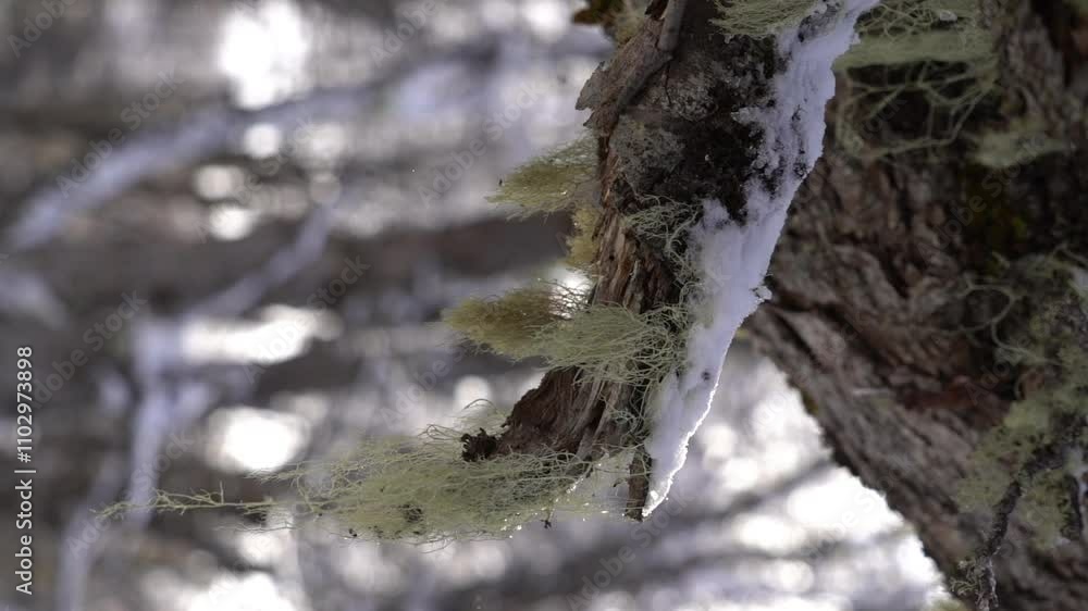 Poster Close-up of moss-covered tree bark with patches of snow in a quiet winter forest setting