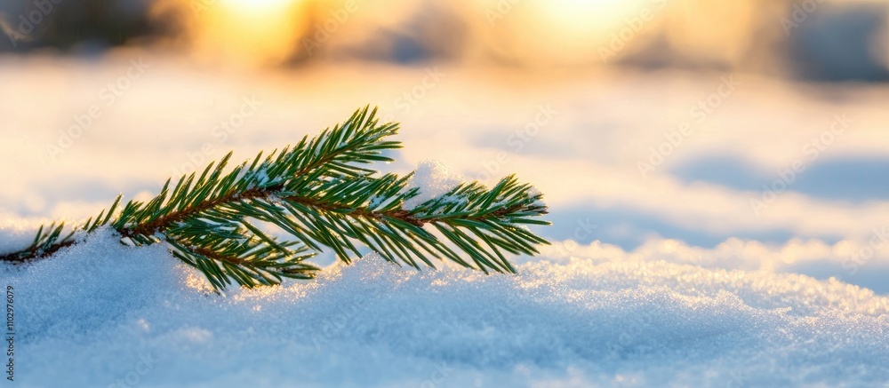 Poster pine branch resting on freshly fallen snow with a soft glowing background of winter sunlight.