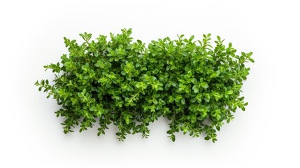 Obraz premium Fresh organic thyme leaves arranged on a clean white background showcasing vibrant green hues ideal for culinary and health-related visuals.