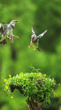 Slow motion: Starlings fighting in the air.Vertical video.