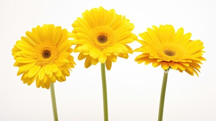 Fototapeta premium Vibrant yellow gerbera daisies isolated on a white background showcasing their stunning petals and natural beauty.
