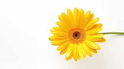 Fototapeta premium Bright yellow gerbera daisy on a clean white background showcasing natural beauty and vibrant color for floral design and decoration purposes