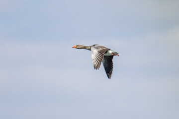 The flying greylag goose, Anser anser is a species of large goose