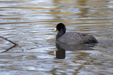 The Eurasian coot, Fulica atra swimming on the Kleinhesseloher Lake at Munich, Germany