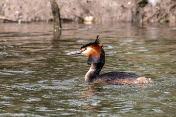 Great Crested Grebe, Podiceps cristatus with beautiful orange colors, a water bird with red eyes.