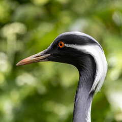 Demoiselle Crane, Anthropoides virgo are living in the bright green meadow during the day time