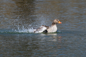 The greylag goose spreading its wings on water. Anser anser is a species of large goose