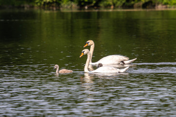 Mute swan family, Cygnus olor swimming on a lake. Mother with babies