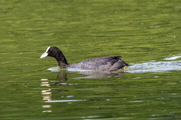 The Eurasian coot, Fulica atra swimming on the Kleinhesseloher Lake at Munich, Germany