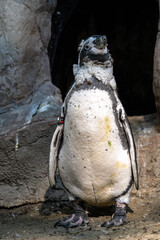 Humboldt Penguin, Spheniscus humboldti in a park
