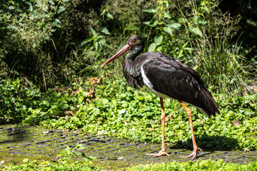 Black stork, Ciconia nigra in a german nature park