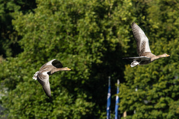 The flying greylag goose, Anser anser is a species of large goose