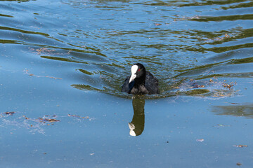 The Eurasian coot, Fulica atra swimming on the Kleinhesseloher Lake at Munich, Germany