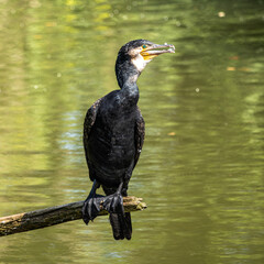The great cormorant, Phalacrocorax carbo sitting on a branch