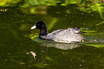 The Eurasian coot, Fulica atra swimming on the Kleinhesseloher Lake at Munich, Germany