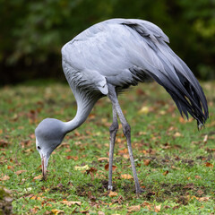 The Blue Crane, Grus paradisea, is an endangered bird