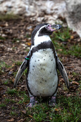 Humboldt Penguin, Spheniscus humboldti in a park