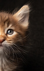 Mr. Jinx, Maine Coon kitten on black background
