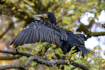 The great cormorant, Phalacrocorax carbo sitting on a branch