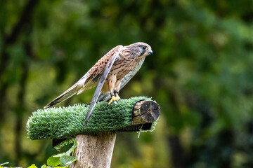 Common kestrel, Falco tinnunculus is a bird of prey species belonging to the falcon family Falconidae.