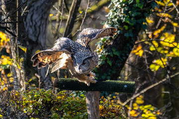 Siberian eagle owl, bubo bubo sibiricus. The biggest owl in the world