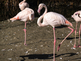 The American flamingo, Phoenicopterus ruber is a large species of flamingo