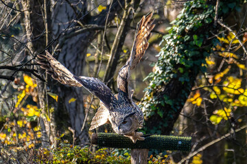 Siberian eagle owl, bubo bubo sibiricus. The biggest owl in the world