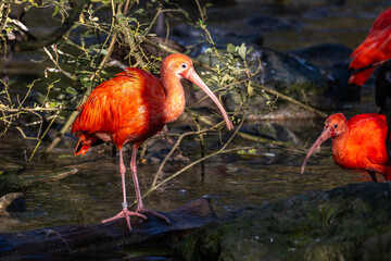 The Scarlet ibis, Eudocimus ruber is a species of ibis in the bird family Threskiornithidae.