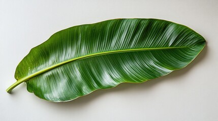 Fototapeta premium Vibrant young banana leaf isolated on a white background showcasing its lush green texture and striking natural details.