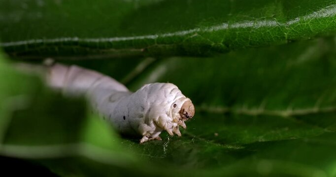 Silkworm in natural environment, green leaves, macro